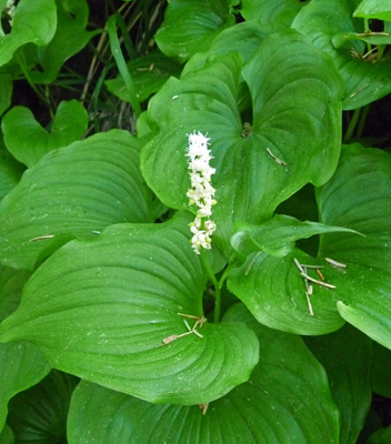 False Lily of the Valley