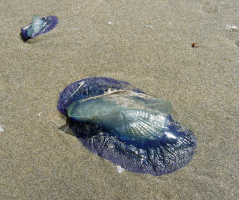 By-the-wind Sailors (Velella velella) 