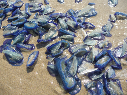 By-the-wind Sailors (Velella velella)