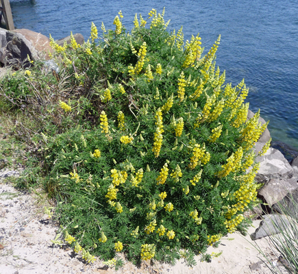 Tree Lupine (Lupinus arboreus)