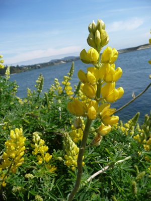 Tree Lupine (Lupinus arboreus)