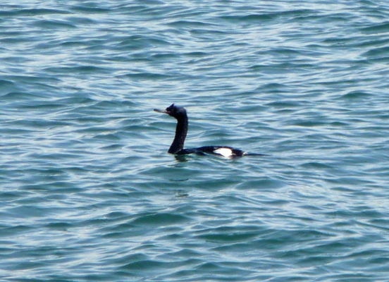 Pigeon Guillemot