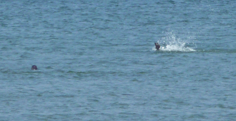 Seals South Jetty Florence OR