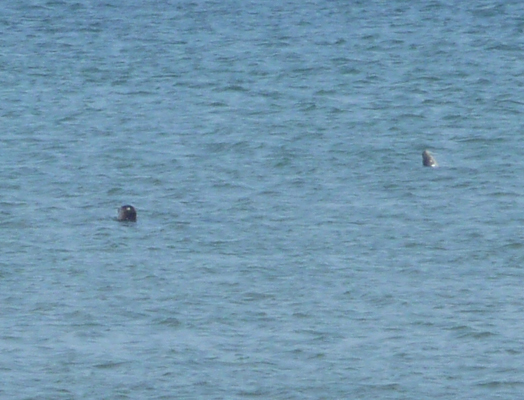 Seals South Jetty Florence OR