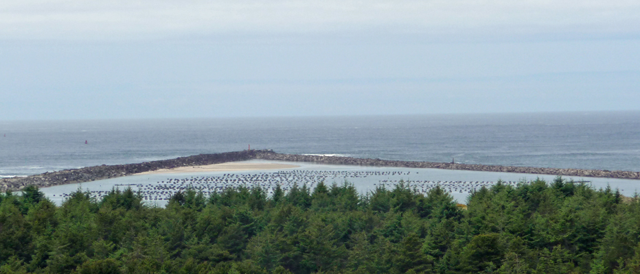 Oyster beds Umpqua River OR