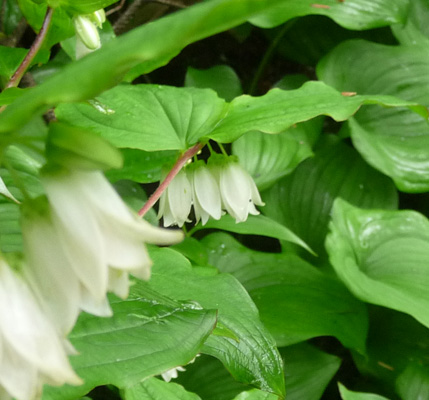 Smith’s Fairybells (Disporum smithii)