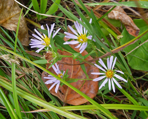 asters in lawn