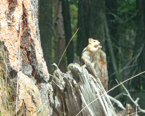 Golden Mantled Ground Squirrel