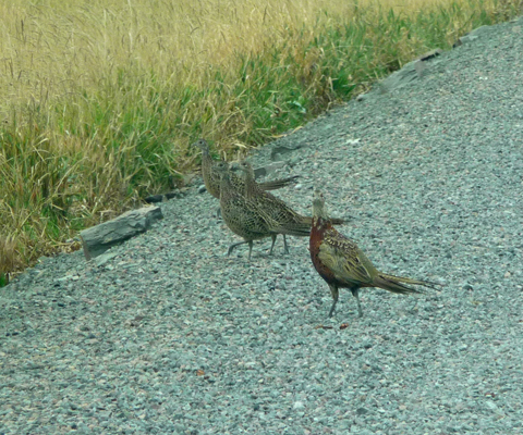 Pheasants La Grande OR