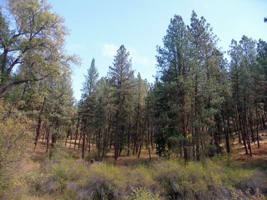 Ponderosa Pines near Hilgard Junction SP
