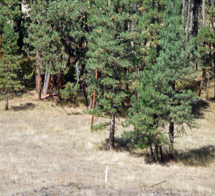 Oregon Trail white marker near Hilgard Junction SP