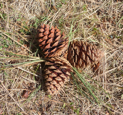 3 Ponderosa Pine cones