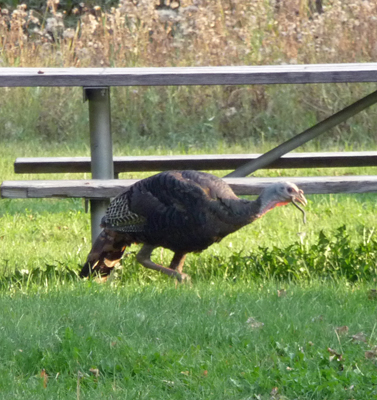 Wild turkey eating a snake