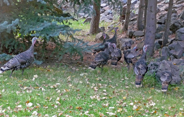 Wild Turkeys Hilgard Junction SP