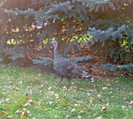 Mama wild turkey Hilgard Junction SP