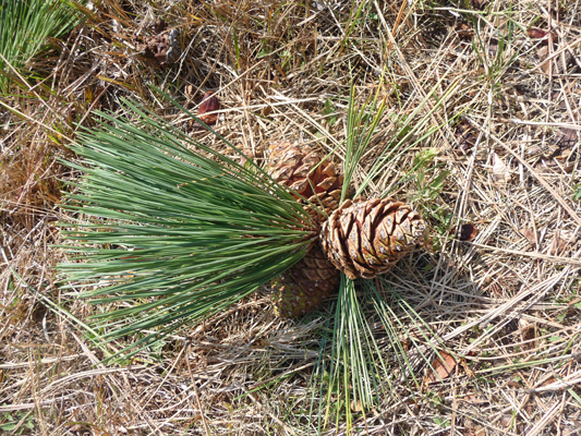 pine cones and needles