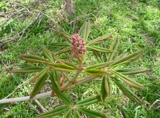 Unknown shrub Palmetto SP