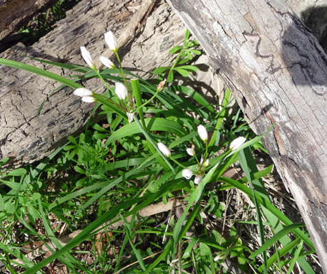 Canadian Onions (Allium canadensis)