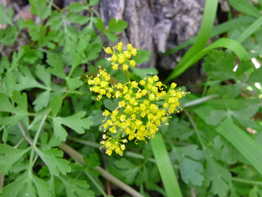 Yellow weed Palmetto SP