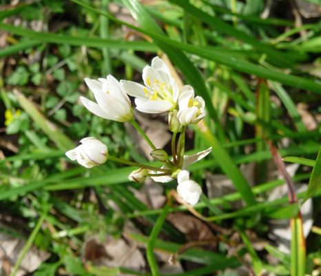 Canadian Onions (Allium canadensis)