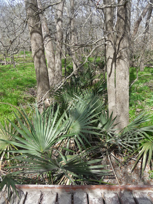 Palmettos at Palmetto SP