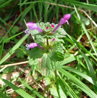 Henbit (Lamium amplexicaule)