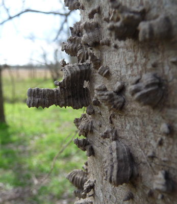 Sugarberry tree bark