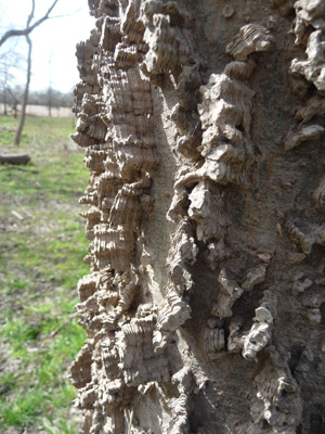 Sugarberry tree bark