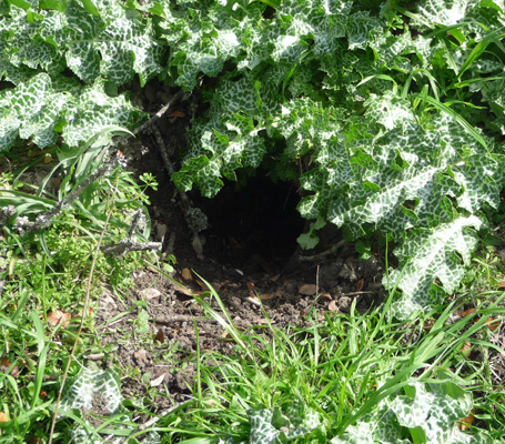 Critter hole in weed mound
