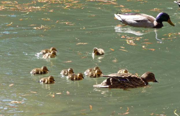 Ducklings Riverwalk