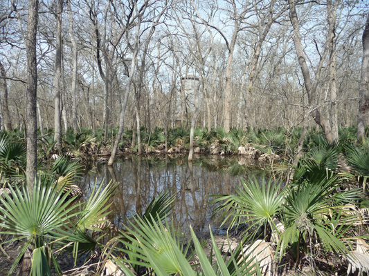 Palmetto grove