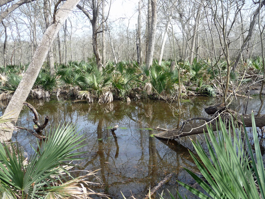 Palmettos