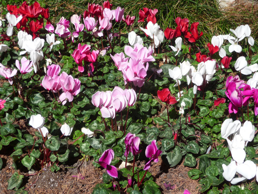 Cyclamen Riverwalk