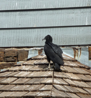 Black vulture Palmetto SP