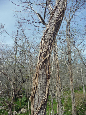 Rattan vine Palmetto SP