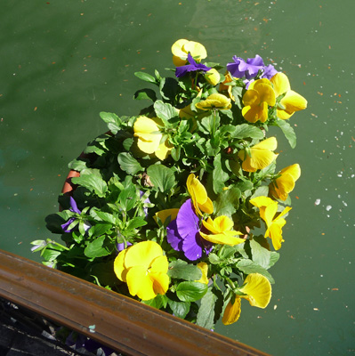 Pansies Riverwalk