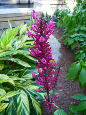 unknown purple flowers Riverwalk