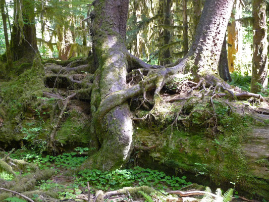 Nurse log trees with tangled roots