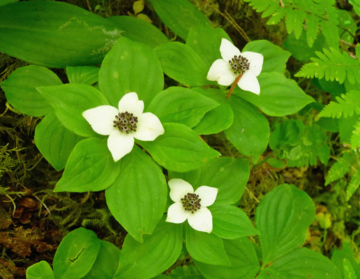 Bunchberry (Cornus canadensis)