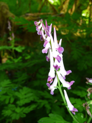 Scourler’s Corydalis (Corydalis scourleri)