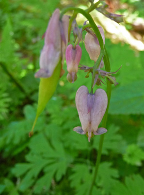 Pacific Bleeding Heart (Dicentra formosa)