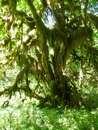 Moss-covered Maple Hoh Rain Forest