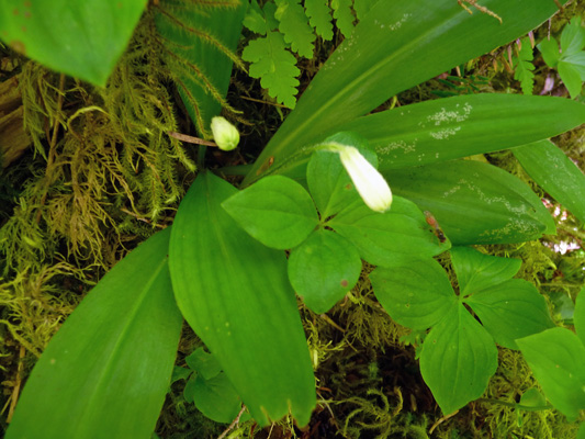 Queen Cup (Clintonia uniflora) 