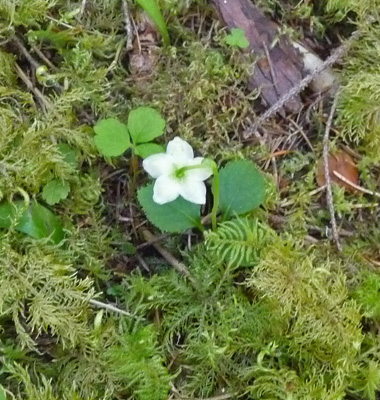 Single Delight (Moneses uniflora)