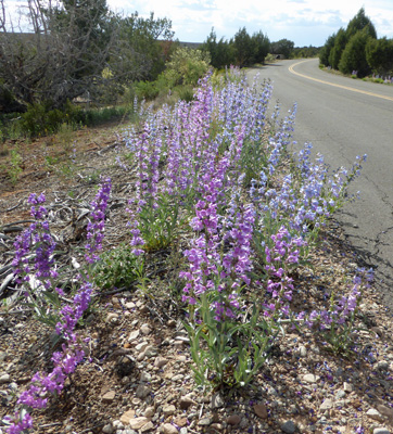 Broadbeard Beardtongue (Penstemon angustifolius)