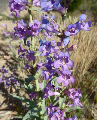 Broadbeard Beardtongue (Penstemon angustifolius)