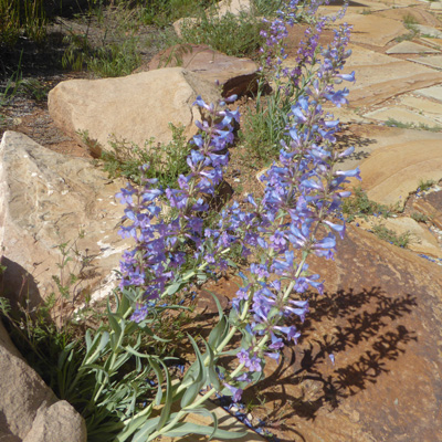 Broadbeard Beardtongue (Penstemon angustifolius)