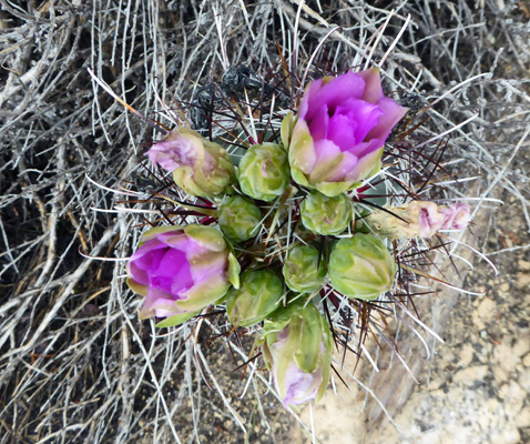 Smallflower Fishhook Cactus (Sclerocactus parviflorus)