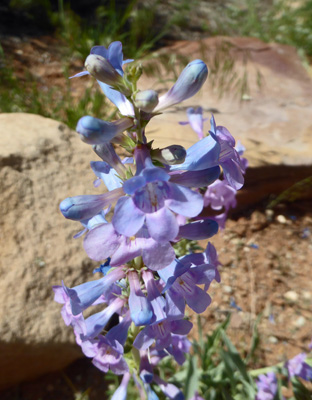 Broadbeard Beardtongue (Penstemon angustifolius)