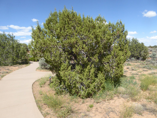 Utah Juniper